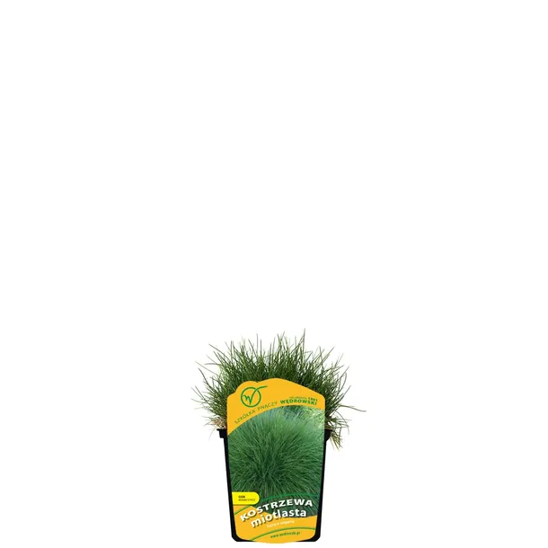 kostrzewa-miotlasta-1l-producent-szkolka-pnaczy-marek-wedrowski