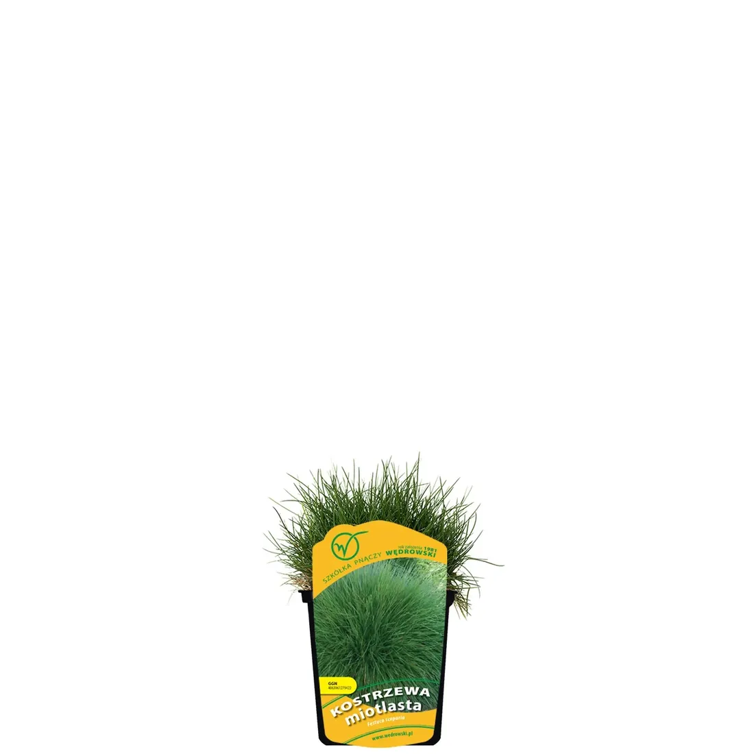 kostrzewa-miotlasta-1l-styl-ogrod-srodziemnomorski-ogrod-wiejski-ogrod-skalny-ogrod-nowoczesny-ogrod-japonski