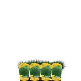 kostrzewa-miotlasta-1l-styl-ogrod-srodziemnomorski-ogrod-wiejski-ogrod-skalny-ogrod-nowoczesny-ogrod-japonski-stan-nowy