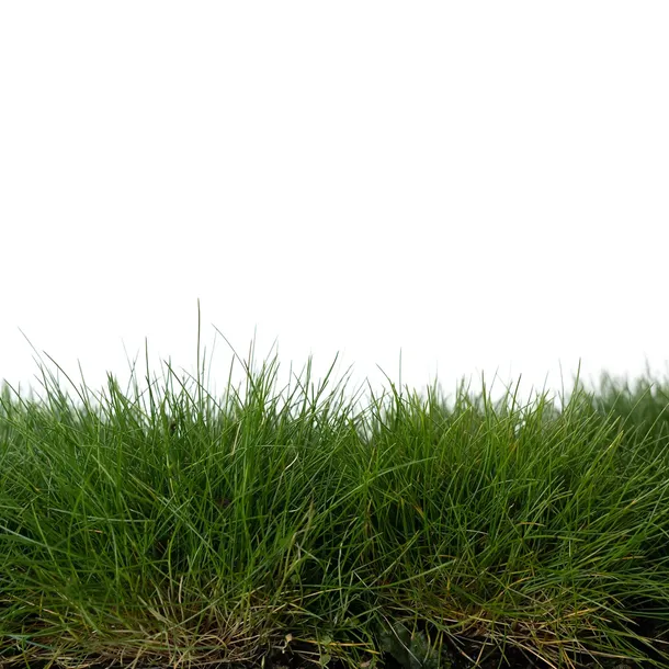 kostrzewa-miotlasta-1l-styl-ogrod-srodziemnomorski-ogrod-wiejski-ogrod-skalny-ogrod-nowoczesny-ogrod-japonski-producent-szkolka-pnaczy-marek-wedrowski