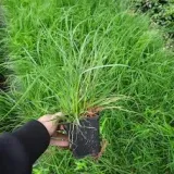 kostrzewa-miotlasta-1l-stan-nowy-styl-ogrod-srodziemnomorski-ogrod-wiejski-ogrod-skalny-ogrod-nowoczesny-ogrod-japonski