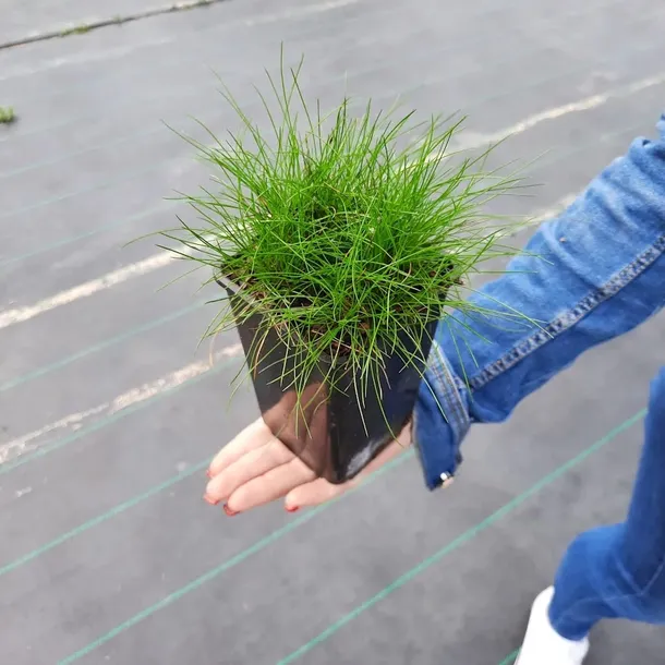 kostrzewa-miotlasta-1l-stan-nowy-producent-szkolka-pnaczy-marek-wedrowski