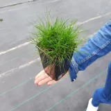 kostrzewa-miotlasta-1l-stan-nowy-producent-szkolka-pnaczy-marek-wedrowski