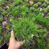 kostrzewa-miotlasta-1l-producent-szkolka-pnaczy-marek-wedrowski-styl-ogrod-srodziemnomorski-ogrod-wiejski-ogrod-skalny-ogrod-nowoczesny-ogrod-japonski