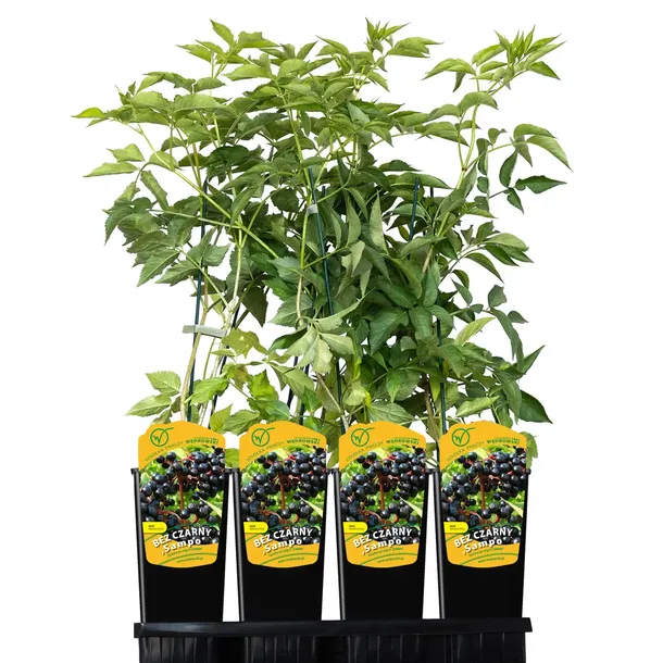 bez-czarny-sampo-2l-styl-ogrod-srodziemnomorski-ogrod-wiejski-ogrod-skalny-ogrod-nowoczesny-ogrod-japonski-rodzaj-rosliny-inny