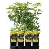 bez-czarny-sampo-2l-styl-ogrod-srodziemnomorski-ogrod-wiejski-ogrod-skalny-ogrod-nowoczesny-ogrod-japonski-rodzaj-rosliny-inny