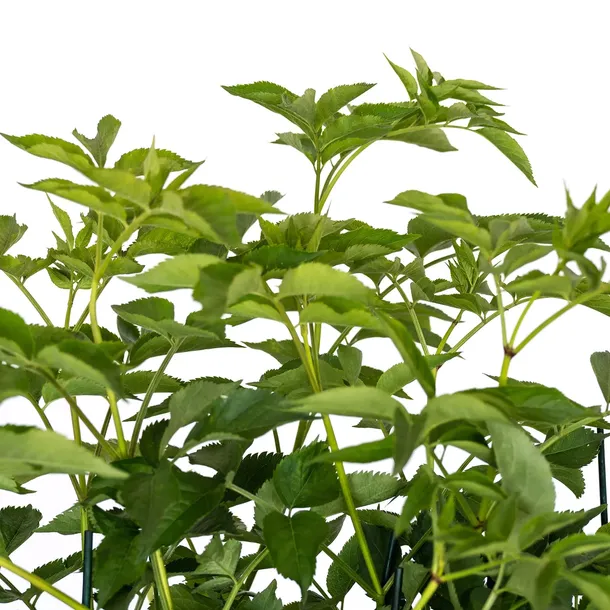 bez-czarny-sampo-2l-styl-ogrod-srodziemnomorski-ogrod-wiejski-ogrod-skalny-ogrod-nowoczesny-ogrod-japonski-stan-nowy