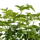 bez-czarny-sampo-2l-styl-ogrod-srodziemnomorski-ogrod-wiejski-ogrod-skalny-ogrod-nowoczesny-ogrod-japonski-stan-nowy