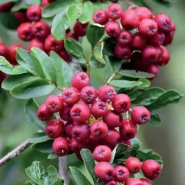 jarzab-miczurinskaja-diesiertnaja-2l