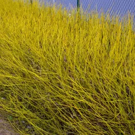 deren-flaviramea-rozlogowy-2l