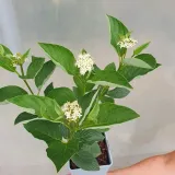 deren-flaviramea-rozlogowy-2l-rodzaj-rosliny-derenie