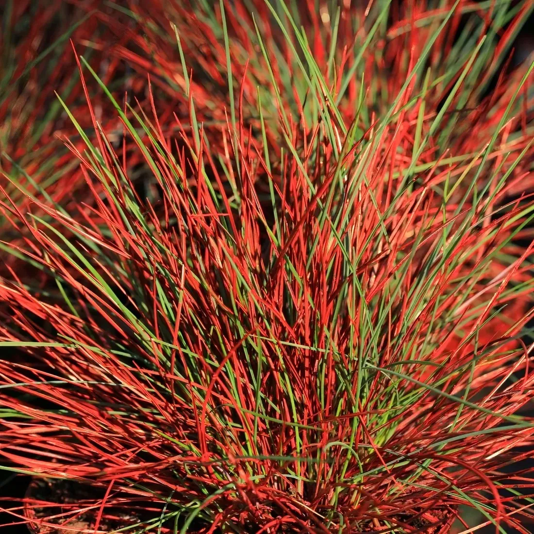 kostrzewa-walberla-1l