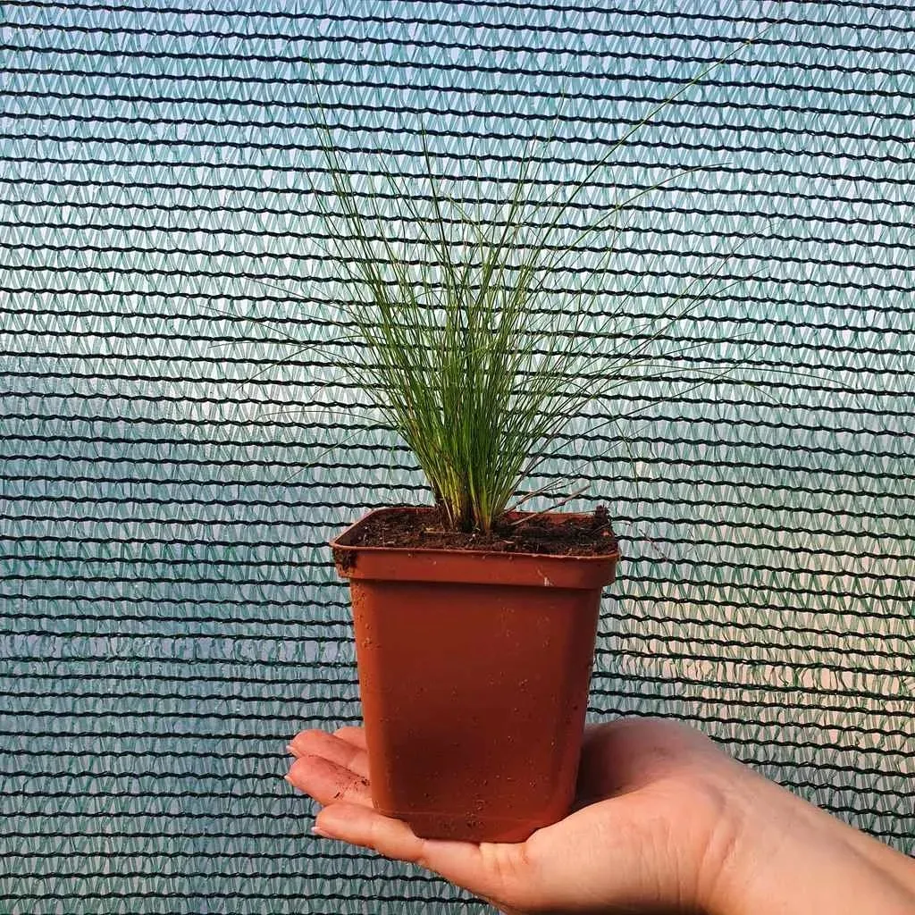 kostrzewa-walberla-1l