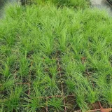 kostrzewa-walberla-1l-stan-nowy