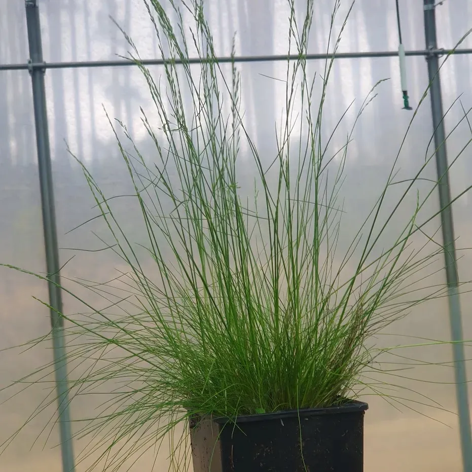 kostrzewa-walberla-1l-styl-ogrod-srodziemnomorski-ogrod-wiejski-ogrod-skalny-ogrod-nowoczesny-ogrod-japonski