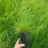 kostrzewa-walberla-1l-styl-ogrod-srodziemnomorski-ogrod-wiejski-ogrod-skalny-ogrod-nowoczesny-ogrod-japonski-stan-nowy