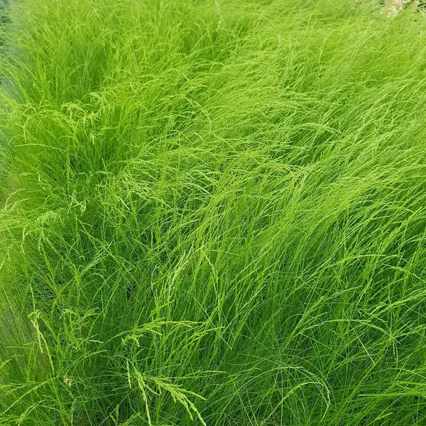 kostrzewa-walberla-1l-styl-ogrod-srodziemnomorski-ogrod-wiejski-ogrod-skalny-ogrod-nowoczesny-ogrod-japonski-producent-szkolka-pnaczy-marek-wedrowski