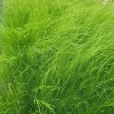 kostrzewa-walberla-1l-styl-ogrod-srodziemnomorski-ogrod-wiejski-ogrod-skalny-ogrod-nowoczesny-ogrod-japonski-producent-szkolka-pnaczy-marek-wedrowski