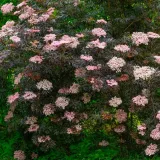 bez-czarny-black-lace-2l-styl-ogrod-srodziemnomorski-ogrod-wiejski-ogrod-skalny-ogrod-nowoczesny-ogrod-japonski