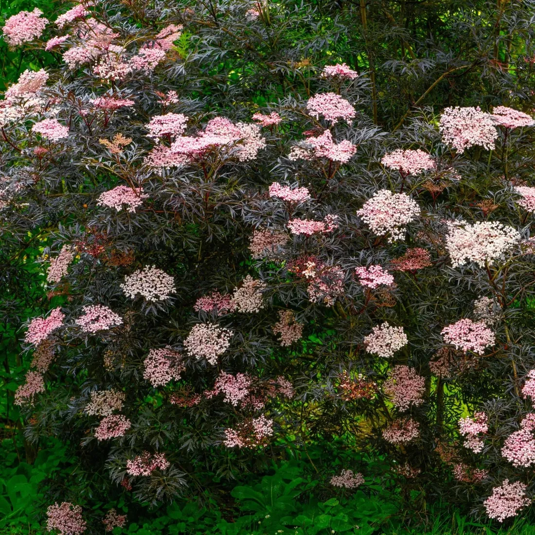 bez-czarny-black-lace-2l