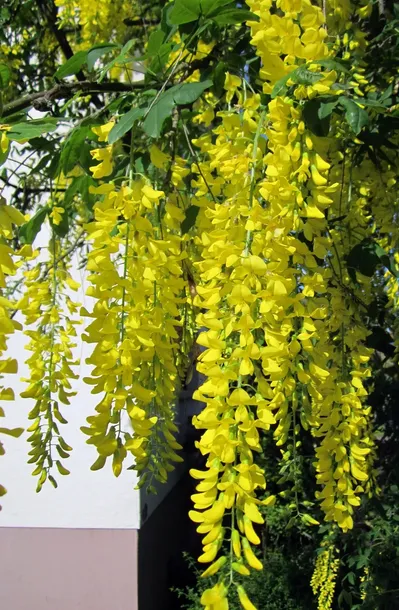 zlotokap-waterera-vossii-2l-nazwa-lacinska-laburnum-x-watereri-g-kirchn-dippel-vossii