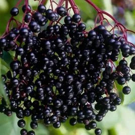 bez-czarny-sampo-n2-pakiet-5-sztuk-2l