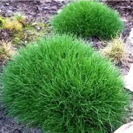 kostrzewa-miotlasta-pakiet-5-sztuk