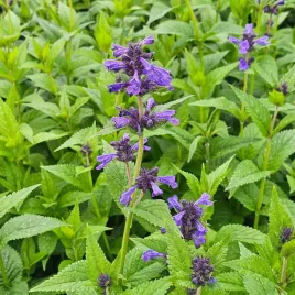 kocimietka-nepeta-neptune-c2-niska-lawendowa-dla-miododajna