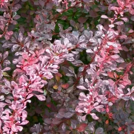 berberys-thunberga-pink-attraction-c2-30cm-karlowy-ozdobny-lisc-rozowy