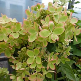 hortensja-bukietowa-pastelgreen-c2-kremowozielona-kompaktowa