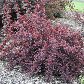 pecherznica-kalinolistna-red-baron-3l