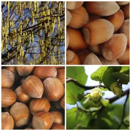 orzech-laskowy-pakiet-l2-leszczyna-pospolita-3x-orzech-truchsessa-2l