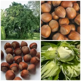 orzech-laskowy-pakiet-l1-leszczyna-pospolita-3x-orzech-katalonski-2l