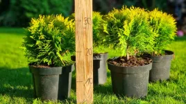 thuja-tuja-miriam-gesta-kula-realne-zdjecia