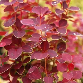 berberys-thunberga-coral-c2-20-30cm-lisc-koralowy-kompaktowy