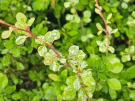 berberys-thunberga-silver-beauty-c2-niski-dwukolorowy-lisc-srebrny