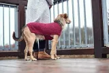 malmo-hunter-dog-jersey-30-cm-bordeaux-marka-hunter