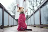 malmo-hunter-dog-jersey-30-cm-bordeaux-rodzaj-sweterek