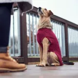 malmo-hunter-dog-jersey-30-cm-bordeaux-przeznaczenie-zimowe