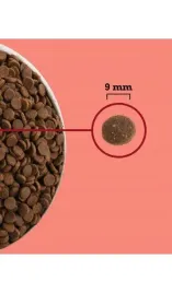 acana-highest-protein-indoor-cat-sucha-karma-dla-kota-18kg