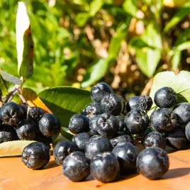 aronia-sliwolistna-viking-owocuje-obficie-i-corocznie-2l