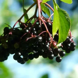 bez-czarny-haschberg-n1-pakiet-5-sztuk-2l-bardzo-plenna-odmiana