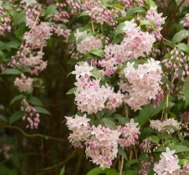 zylistek-rozowy-campanulata-jeden-z-najpiekniejszych-2l