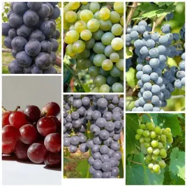 winorosl-pakiet-n5-iza-lidia-aurora-cascade-marechal-foch-zilga-2l