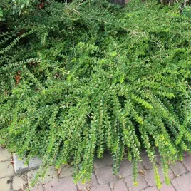 suchodrzew-chinski-zimozielony-okrywowy-1l