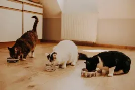 pan-miesko-karma-sucha-kurczak-z-pstragiem-16-kg