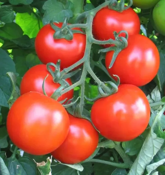 pomidory-baron-nasiona-01-g-kod-producenta-01-wa-00008486