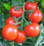 pomidory-baron-nasiona-01-g-kod-producenta-01-wa-00008486