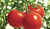 pomidory-baron-nasiona-01-g-waga-0-1-g