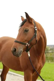 kantar-nylonowy-hippo-roz-1-czarny